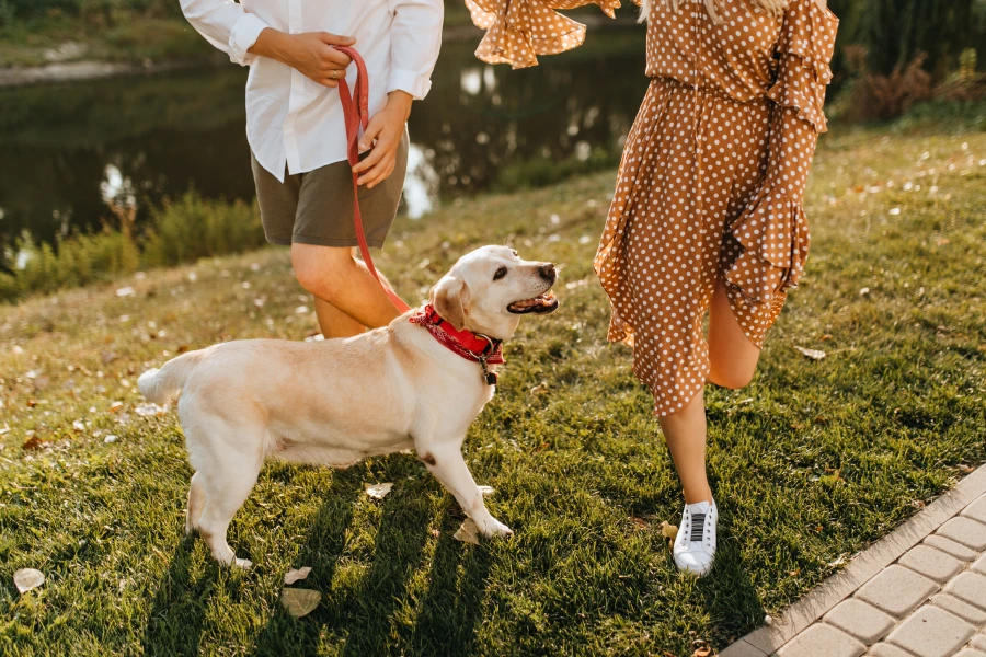 dog walking waist bag